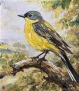 Birds of Britain II